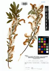 Ива жестеролистная Pall., Сибирь, Прибайкалье и Забайкалье (S4) (Россия)