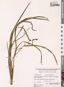 Ежеголовник злаковидный, Ежеголовник злаковый Georgi, Сибирь, Якутия (S5) (Россия)