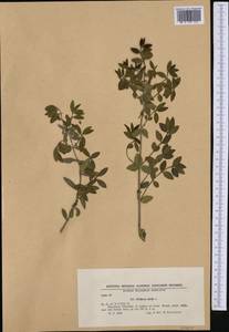 Phillyrea latifolia L., Западная Европа (EUR) (Болгария)