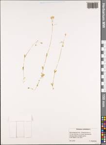 Костенец зонтичный L., Восточная Европа, Нижневолжский район (E9) (Россия)