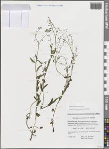 Незабудка дубравная Besser, Восточная Европа, Северный район (E1) (Россия)