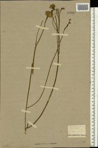 Scorzoneroides autumnalis subsp. autumnalis, Восточная Европа, Средневолжский район (E8) (Россия)
