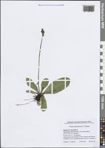 Скерда обгрызенная, Скерда тупоконечная (L.) Tausch, Восточная Европа, Северо-Западный район (E2) (Россия)