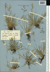 Мятлик однолетний L., Восточная Европа, Центральный лесостепной район (E6) (Россия)