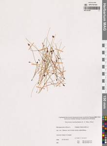 Болотница камчатская (C.A.Mey.) Kom., Сибирь, Чукотка и Камчатка (S7) (Россия)