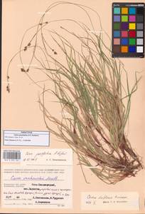 Осока паужетская (A.E.Kozhevn.) A.E.Kozhevn., Сибирь, Чукотка и Камчатка (S7) (Россия)