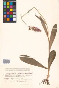 Пальчатокоренник Фукса (Druce) Soó, Восточная Европа, Московская область и Москва (E4a) (Россия)