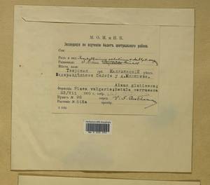 Brachytheciastrum velutinum (Hedw.) Ignatov & Huttunen, Гербарий мохообразных, Мхи - Центральное Нечерноземье (B6) (Россия)