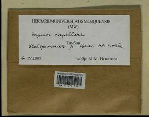 Rosulabryum capillare (Hedw.) J.R. Spence, Гербарий мохообразных, Мхи - Центральное Черноземье (B10) (Россия)