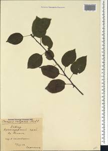 Prunus cerasus subsp. cerasus, Кавказ, Краснодарский край и Адыгея (K1a) (Россия)