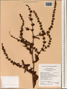 Rumex pulcher subsp. woodsii (De Not.) Arcang., Зарубежная Азия (ASIA) (Кипр)