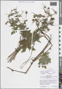 Герань луговая L., Восточная Европа, Средневолжский район (E8) (Россия)