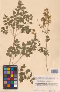 Bасилисник малый L., Восточная Европа, Северо-Украинский район (E11) (Украина)