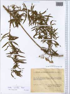 Achillea salicifolia subsp. salicifolia, Восточная Европа, Южно-Украинский район (E12) (Украина)