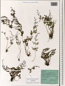 Polypodiopsida, Зарубежная Азия (ASIA) (Индия)