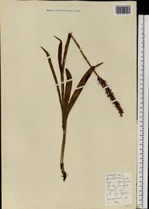 Кокушник длиннорогий (L.) R.Br., Восточная Европа, Западно-Украинский район (E13) (Украина)