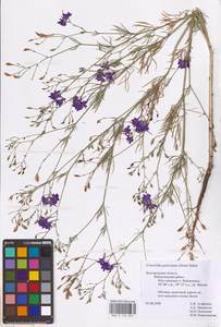Delphinium consolida subsp. paniculatum (Host) N.Busch, Восточная Европа, Центральный лесостепной район (E6) (Россия)