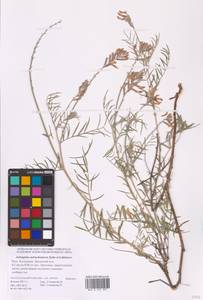 Astragalus astrachanicus Sytin & Laktionov, Восточная Европа, Нижневолжский район (E9) (Россия)