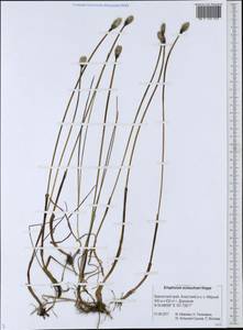 Пушица Шейхцера Hoppe, Сибирь, Чукотка и Камчатка (S7) (Россия)