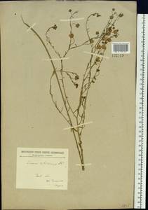 Linum perenne subsp. perenne, Сибирь, Прибайкалье и Забайкалье (S4) (Россия)