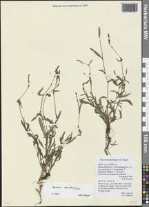 Горец малый (Huds.) Opiz, Восточная Европа, Московская область и Москва (E4a) (Россия)