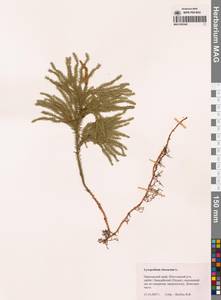 Dendrolycopodium obscurum (L.) A.Haines, Сибирь, Дальний Восток (S6) (Россия)