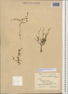 Atraphaxis angustifolia Jaub. & Spach, Кавказ, Армения (K5) (Армения)