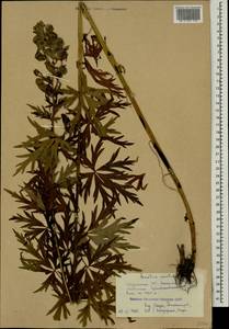 Aconitum variegatum subsp. nasutum (Fischer ex Rchb.) Götz, Кавказ, Грузия (K4) (Грузия)