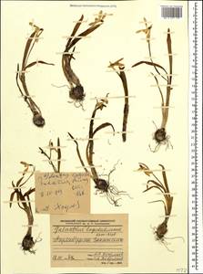 Подснежник лагодехский Kem.-Nath., Кавказ, Азербайджан (K6) (Азербайджан)