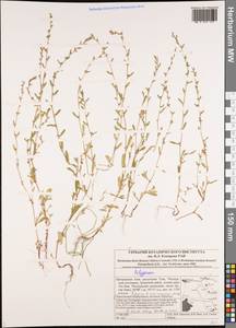 Спорыш, Сибирь, Алтай и Саяны (S2) (Россия)