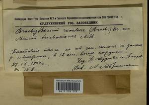 Brachythecium rivulare Schimp., Гербарий мохообразных, Мхи - Дальний Восток (без Чукотки и Камчатки) (B20) (Россия)