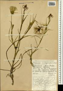 Козлобородник шероховатоплодный Nikitin, Монголия (MONG) (Монголия)