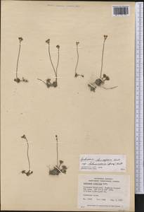 Androsace chamaejasme subsp. lehmanniana (Spreng.) Hultén, Америка (AMER) (Канада)