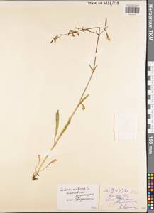 Смолевка поникшая L., Восточная Европа, Центральный район (E4) (Россия)