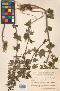 MHA 0 154 683, Пустырник пятилопастный Gilib., Восточная Европа, Литва (E2a) (Литва)