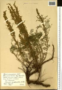 Artemisia stechmanniana Besser, Сибирь, Прибайкалье и Забайкалье (S4) (Россия)