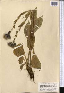 Соссюрея грязноцветковая Kar. & Kir., Средняя Азия и Казахстан, Памир и Памиро-Алай (M2) (Таджикистан)