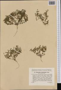 Spergularia echinosperma, Западная Европа (EUR) (Чехия)