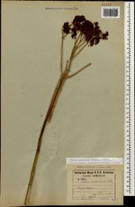 Hylotelephium maximum subsp. ruprechtii (Jalas) Dostál, Кавказ, Армения (K5) (Армения)