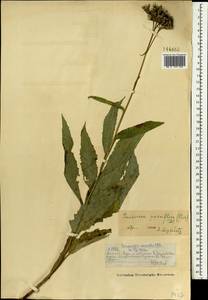 Соссюрея мелкоцветковая, Горькуша мелкоцветковая (Poir.) DC., Монголия (MONG) (Монголия)