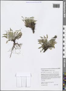 Crepis chrysantha subsp. chrysantha, Сибирь, Прибайкалье и Забайкалье (S4) (Россия)