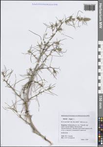 Солянка обыкновенная, Солянка сорная L., Сибирь, Прибайкалье и Забайкалье (S4) (Россия)