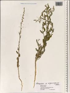 Chenopodium novopokrovskyanum (Aellen) Uotila, Зарубежная Азия (ASIA) (Израиль)