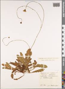 Пазник укореняющийся L., Кавказ, Грузия (K4) (Грузия)