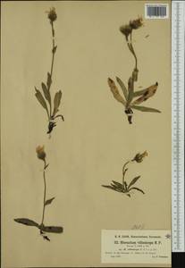 Hieracium pilosum subsp. villosiceps (Nägeli & Peter) Gottschl., Западная Европа (EUR) (Германия)