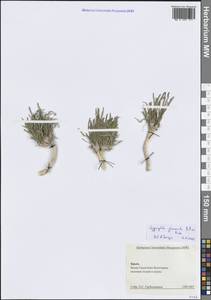 Качим скученный Pall. ex Adams, Крым (KRYM) (Россия)