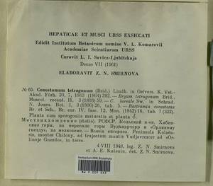 Conostomum tetragonum (Hedw.) Lindb., Гербарий мохообразных, Мхи - Карелия, Ленинградская и Мурманская области (B4) (Россия)