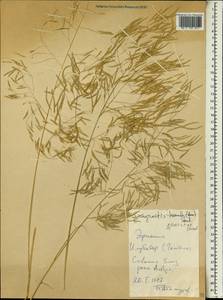 Eragrostis tremula Hochst. ex Steud., Африка (AFR) (Эфиопия)
