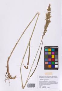 Вейник, Сибирь, Дальний Восток (S6) (Россия)