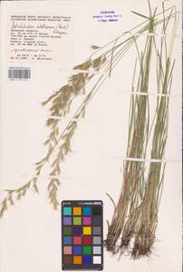 Helictochloa hookeri (Scribn.) Romero Zarco, Восточная Европа (без точных пунктов) (E0)